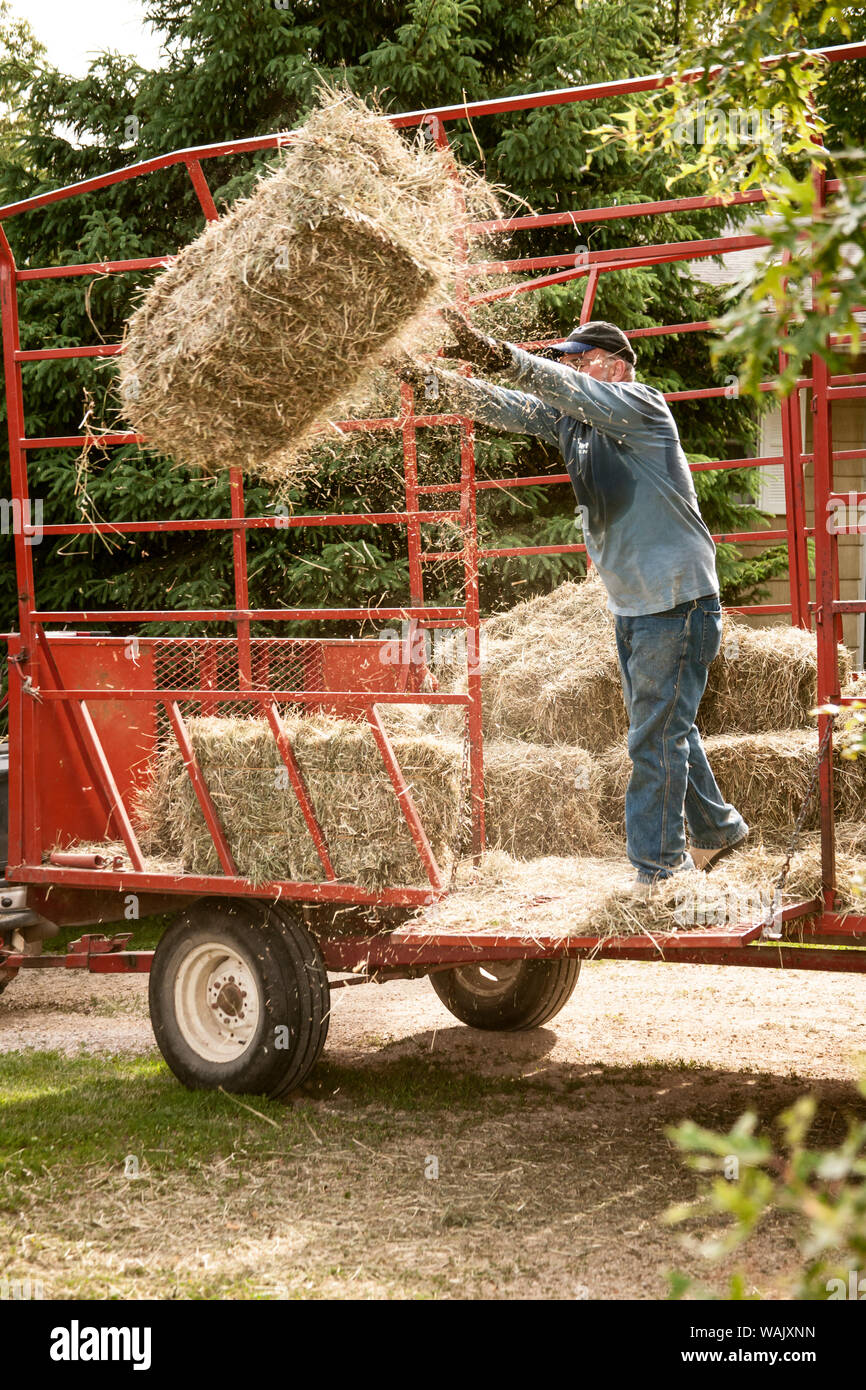 Galena, Illinois, USA. Man pitching Heuballen aus einem Ladewagen, in die Scheune, die verschoben werden sollen. (MR, PR) Stockfoto