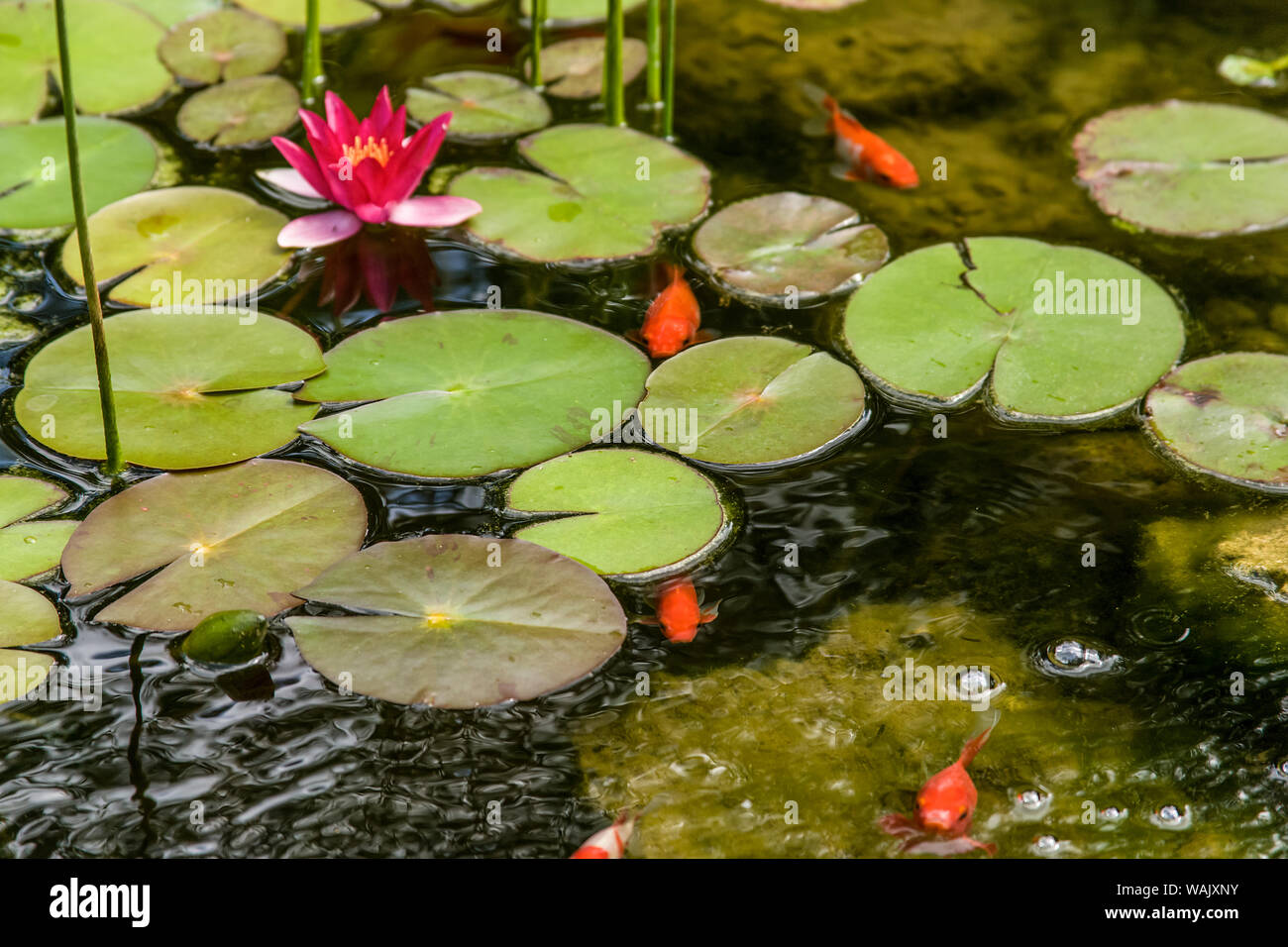 Galena, Illinois, USA. Seerosen blühen in einen Teich mit Goldfischen gefüllt. Stockfoto