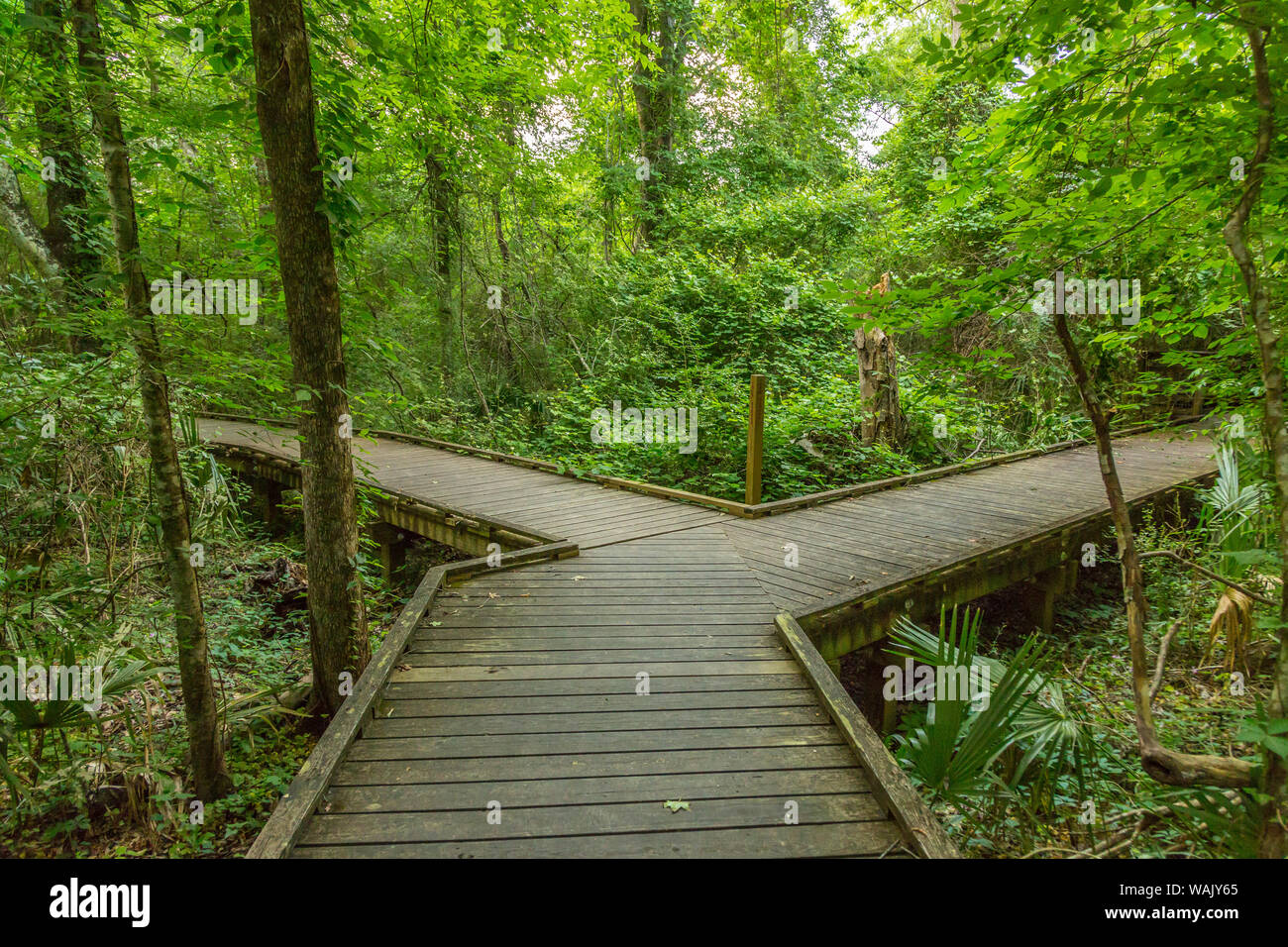 USA, Louisiana, Acadiana Park Natur entfernt. Behindertengerechte Trail. Credit: Cathy und Gordon Illg/Jaynes Galerie/DanitaDelimont.com Stockfoto