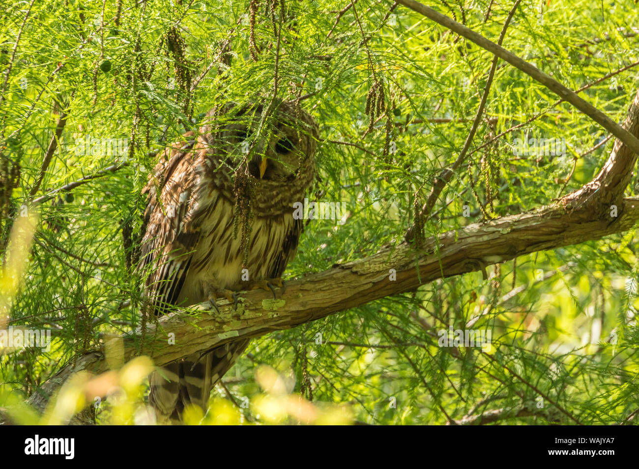 USA, Louisiana, Atchafalaya National Wildlife Refuge. Gesperrt Eule im Baum. Credit: Cathy und Gordon Illg/Jaynes Galerie/DanitaDelimont.com Stockfoto