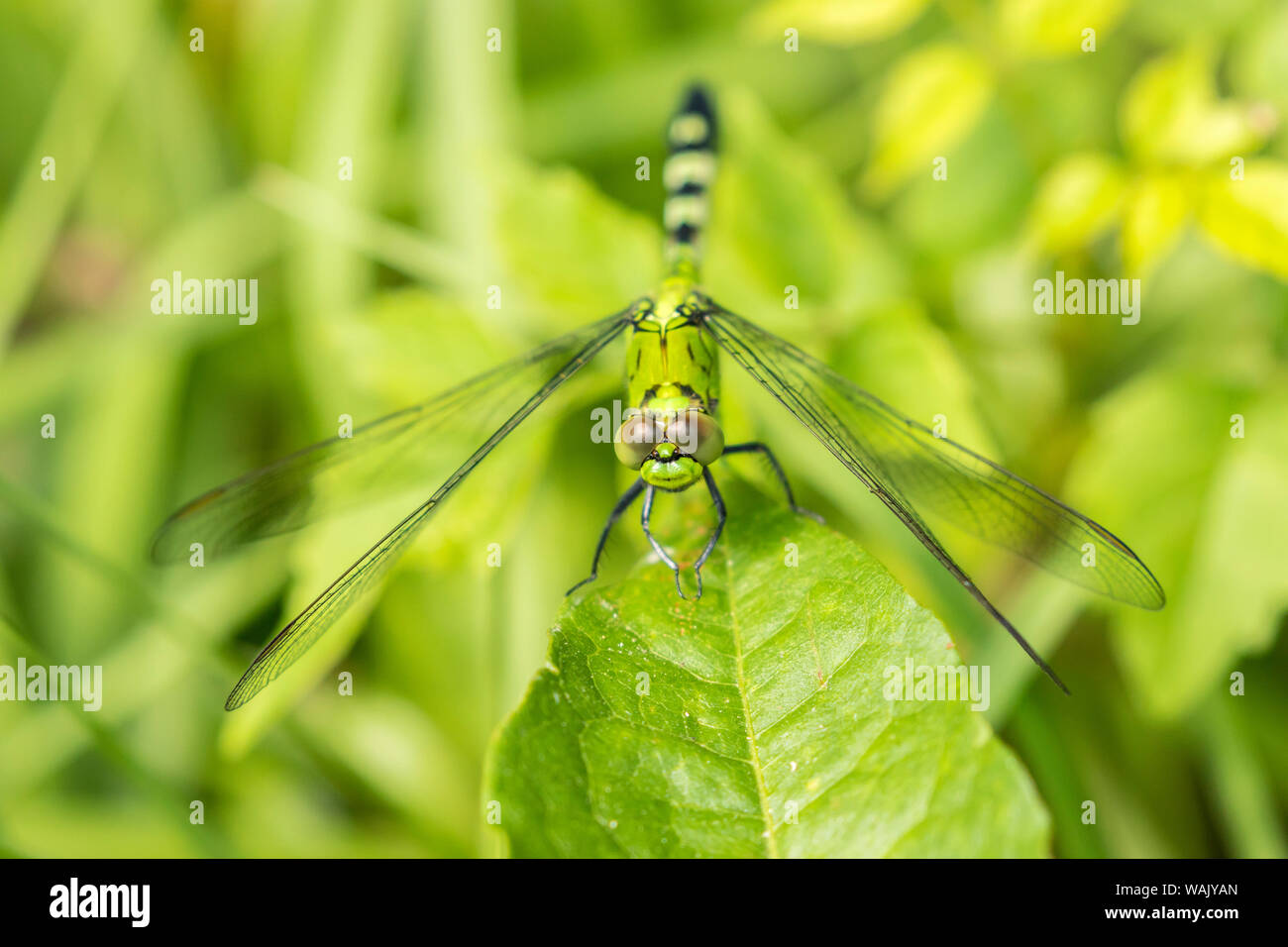 USA, Louisiana, See Martin. Grüne clearwing Dragonfly Close-up. Credit: Cathy und Gordon Illg/Jaynes Galerie/DanitaDelimont.com Stockfoto