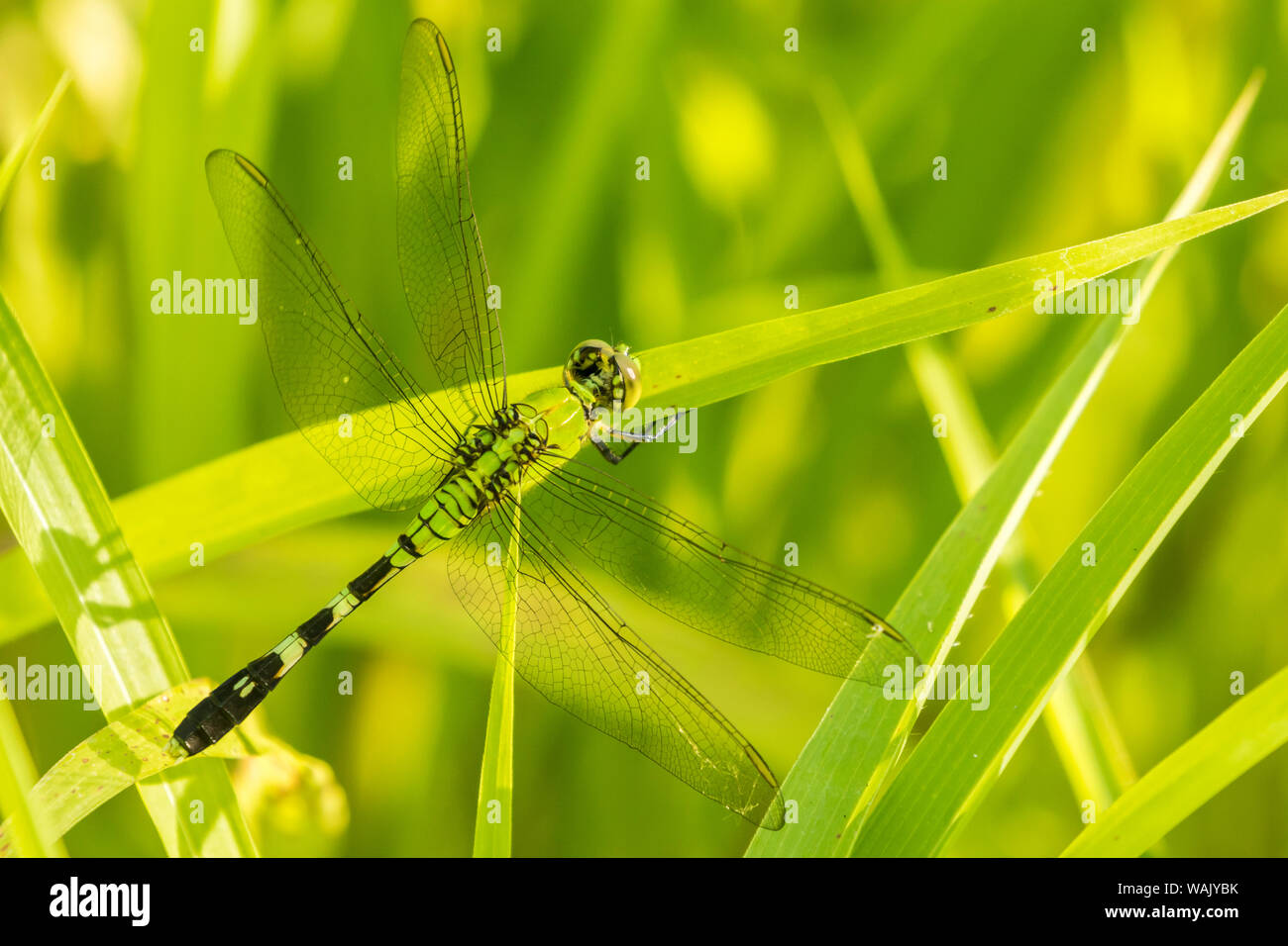 USA, Louisiana, See Martin. Grüne clearwing Dragonfly Close-up. Credit: Cathy und Gordon Illg/Jaynes Galerie/DanitaDelimont.com Stockfoto