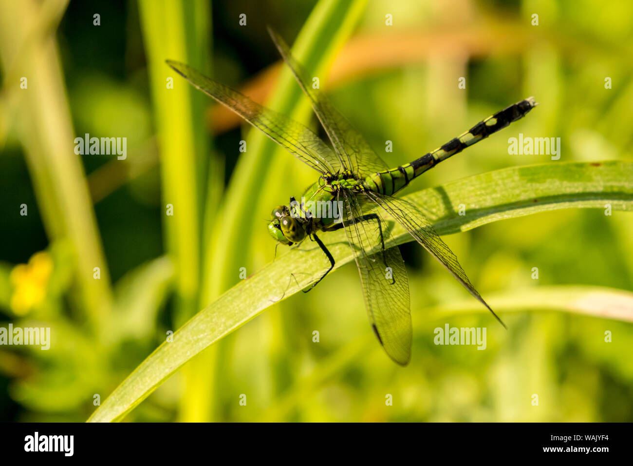 USA, Louisiana, See Martin. Grüne clearwing Libelle auf Blatt. Credit: Cathy und Gordon Illg/Jaynes Galerie/DanitaDelimont.com Stockfoto