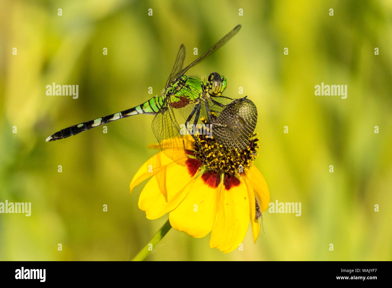 USA, Louisiana, See Martin. Grüne clearwing Libelle auf coneflower. Credit: Cathy und Gordon Illg/Jaynes Galerie/DanitaDelimont.com Stockfoto