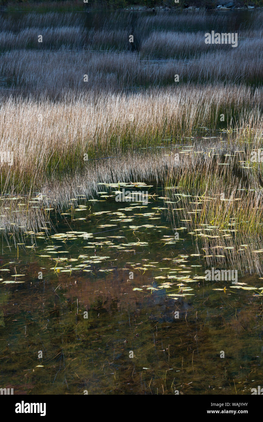 USA, Maine. Gräser und Water Lily Pads mit Reflexionen, die Tarn, Acadia National Park. Stockfoto