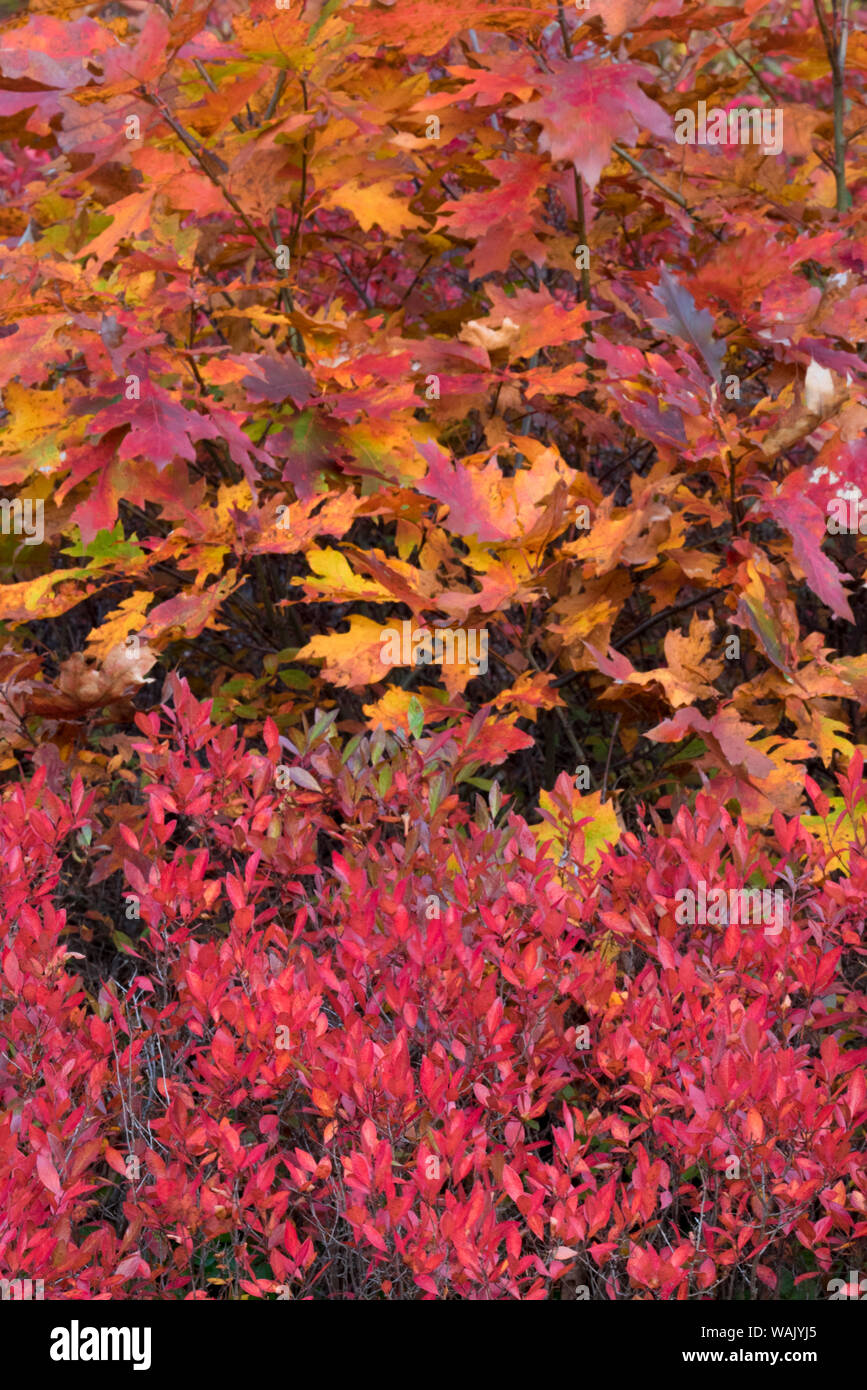 USA, Maine. Bunte Herbstfarben der Niedrigen Bush Blaubeere und Bigleaf Maple, Acadia National Park. Stockfoto