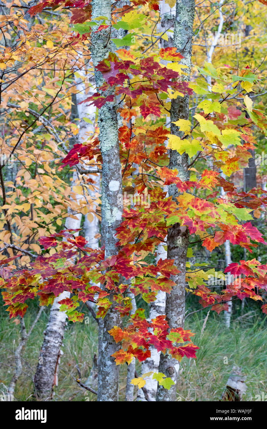 USA, Maine. Herbst Laub, Sugar Maple (Acer saccharum), Sieur de Monts, Acadia National Park. Stockfoto