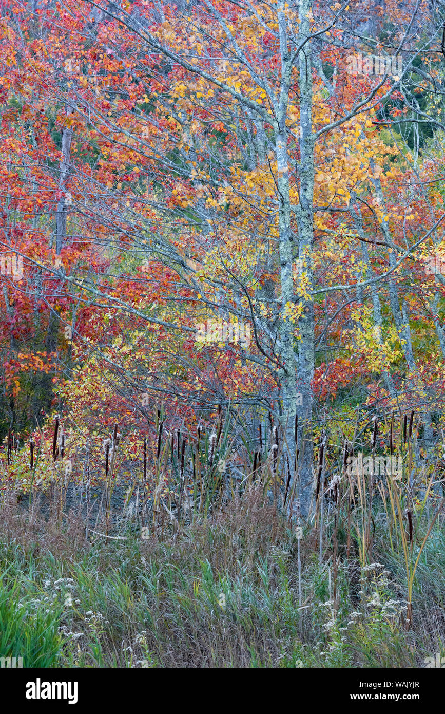 USA, Maine. Buntes Herbstlaub in den Wäldern von Sieur de Monts, Acadia National Park. Stockfoto