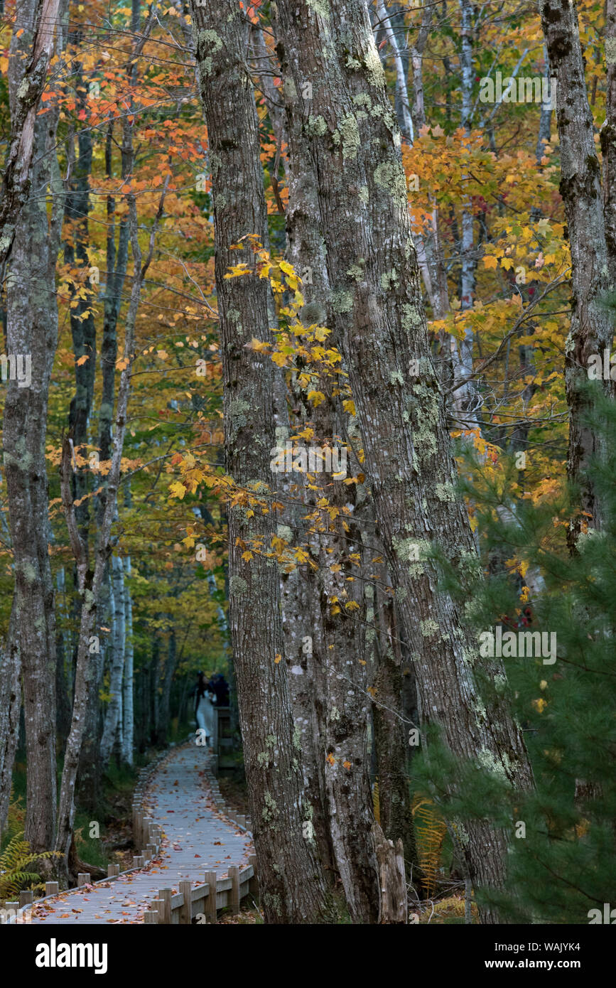 USA, Maine. Hohe herbst Wälder entlang Jessup Trail, Sieur de Monts, Acadia National Park. Stockfoto