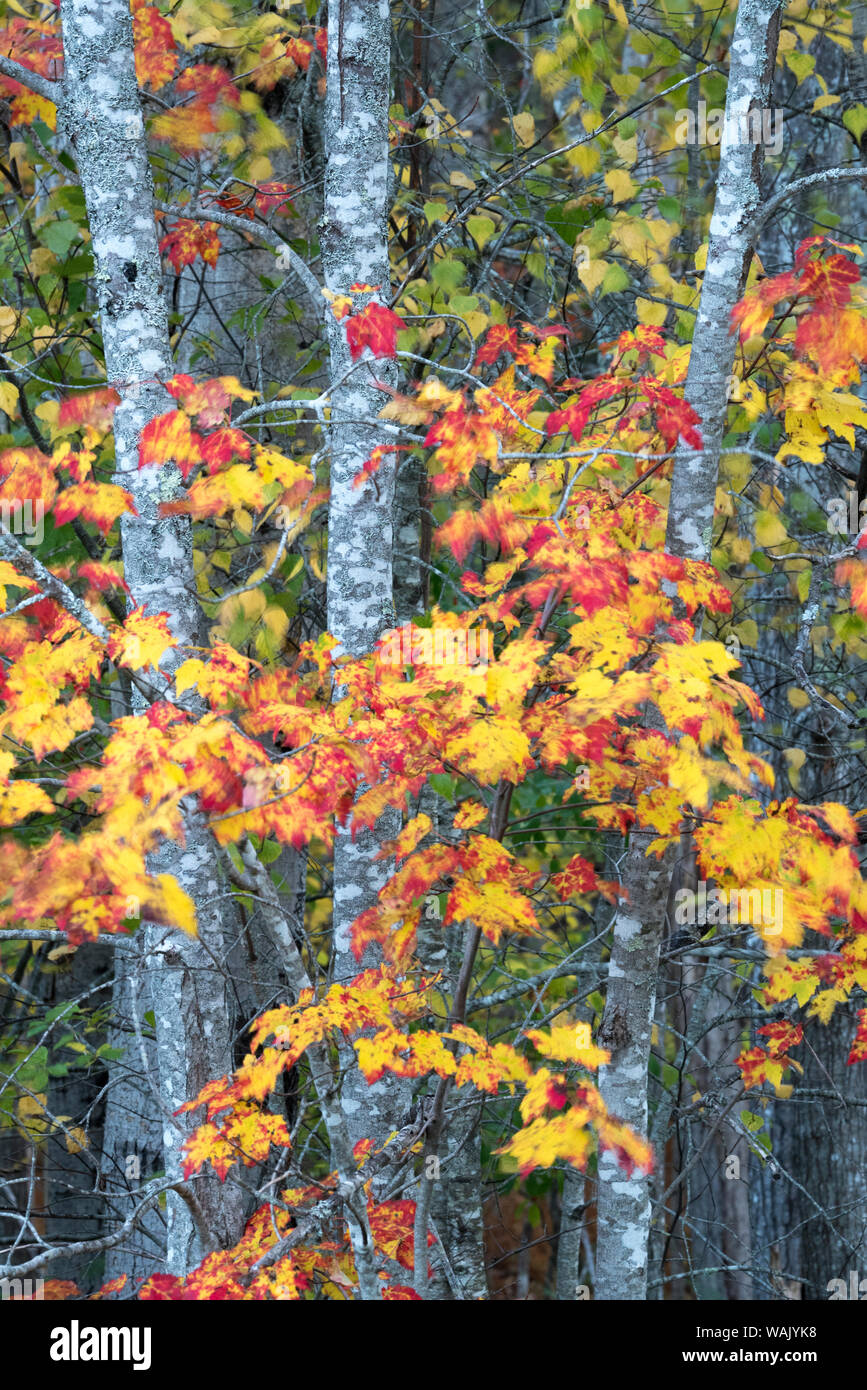 USA, Maine. Lebendige Farben der Sugar Maple, Sieur de Monts, Acadia National Park. Stockfoto