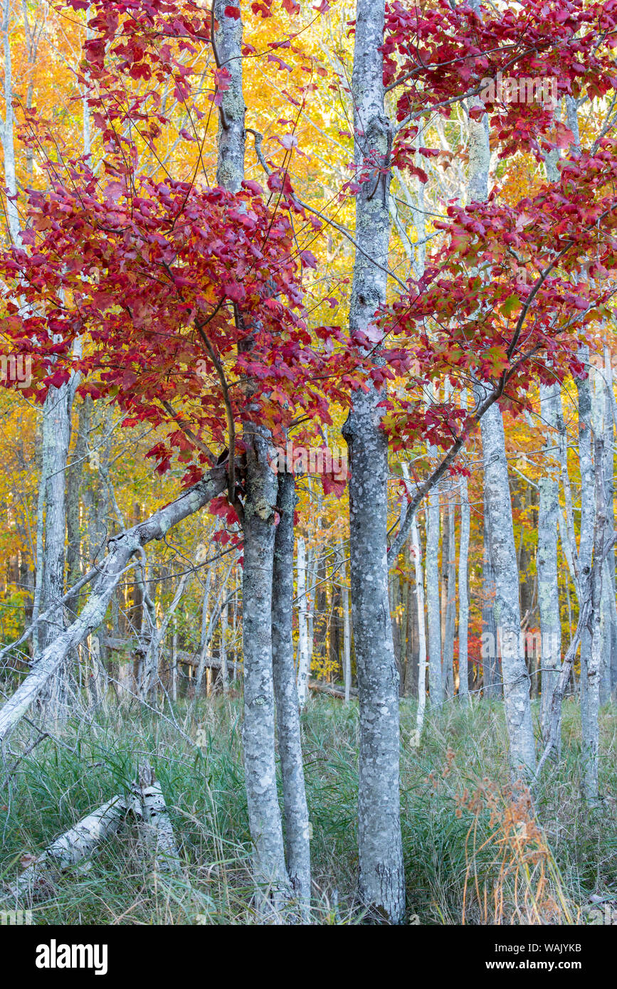 USA, Maine. Lebendige Farben der Sugar Maple, Sieur de Monts, Acadia National Park. Stockfoto