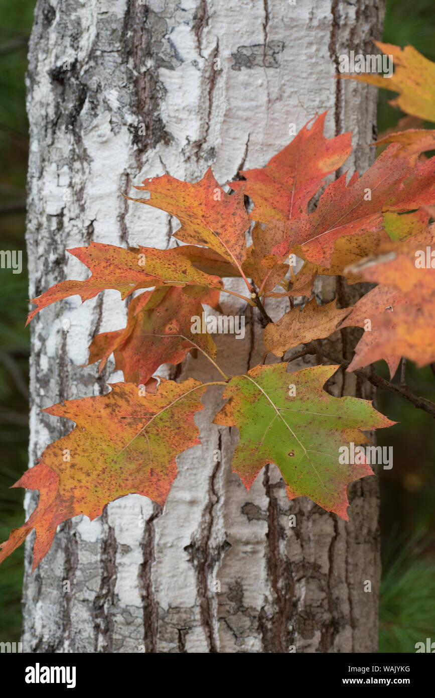 USA, Maine. Herbst Laub, Bigleaf Maple, Sieur de Monts, Acadia National Park. Stockfoto