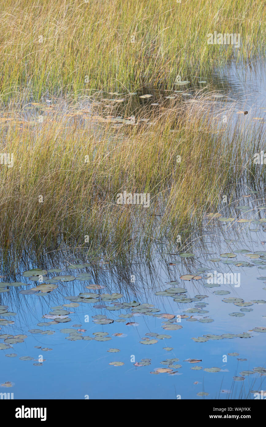 USA, Maine. Gräser und Lily Pads auf neuen Mühlen Wiese, Teich, Acadia National Park. Stockfoto