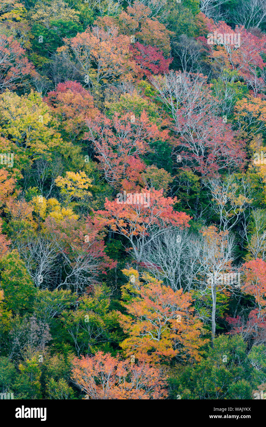 USA, Maine. Herbstlaub in den Wäldern in der Nähe der Jordan Teich, Acadia National Park. Stockfoto