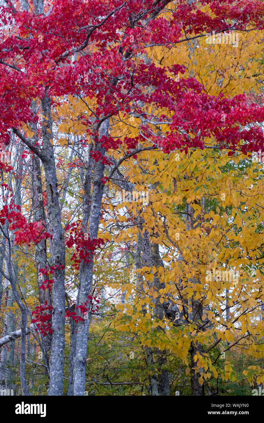 USA, Maine. Herbst Laub, Sieur de Monts, Acadia National Park. Stockfoto