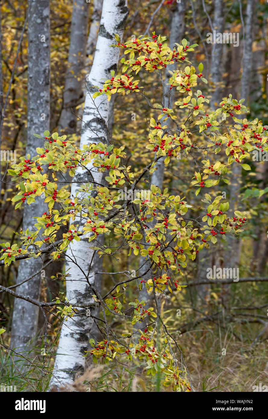 USA, Maine. Lebendige Farben, Sieur de Monts, Acadia National Park. Stockfoto