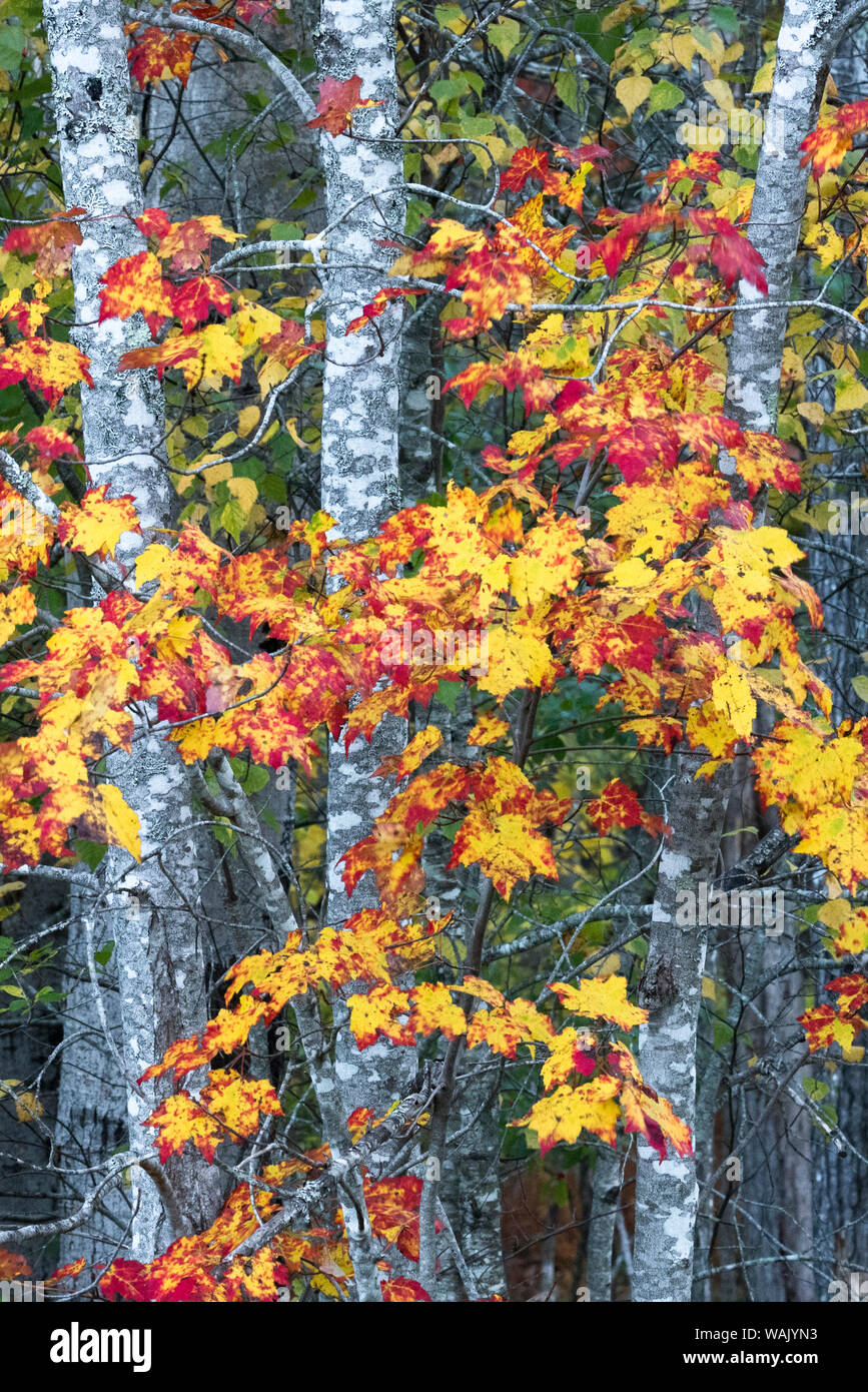 USA, Maine. Sugar Maple, Sieur de Monts, Acadia National Park. Stockfoto