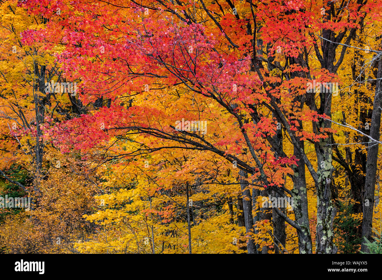 Herbst Farbe auf der Keweenaw Peninsula in der Oberen Halbinsel von Michigan, USA Stockfoto