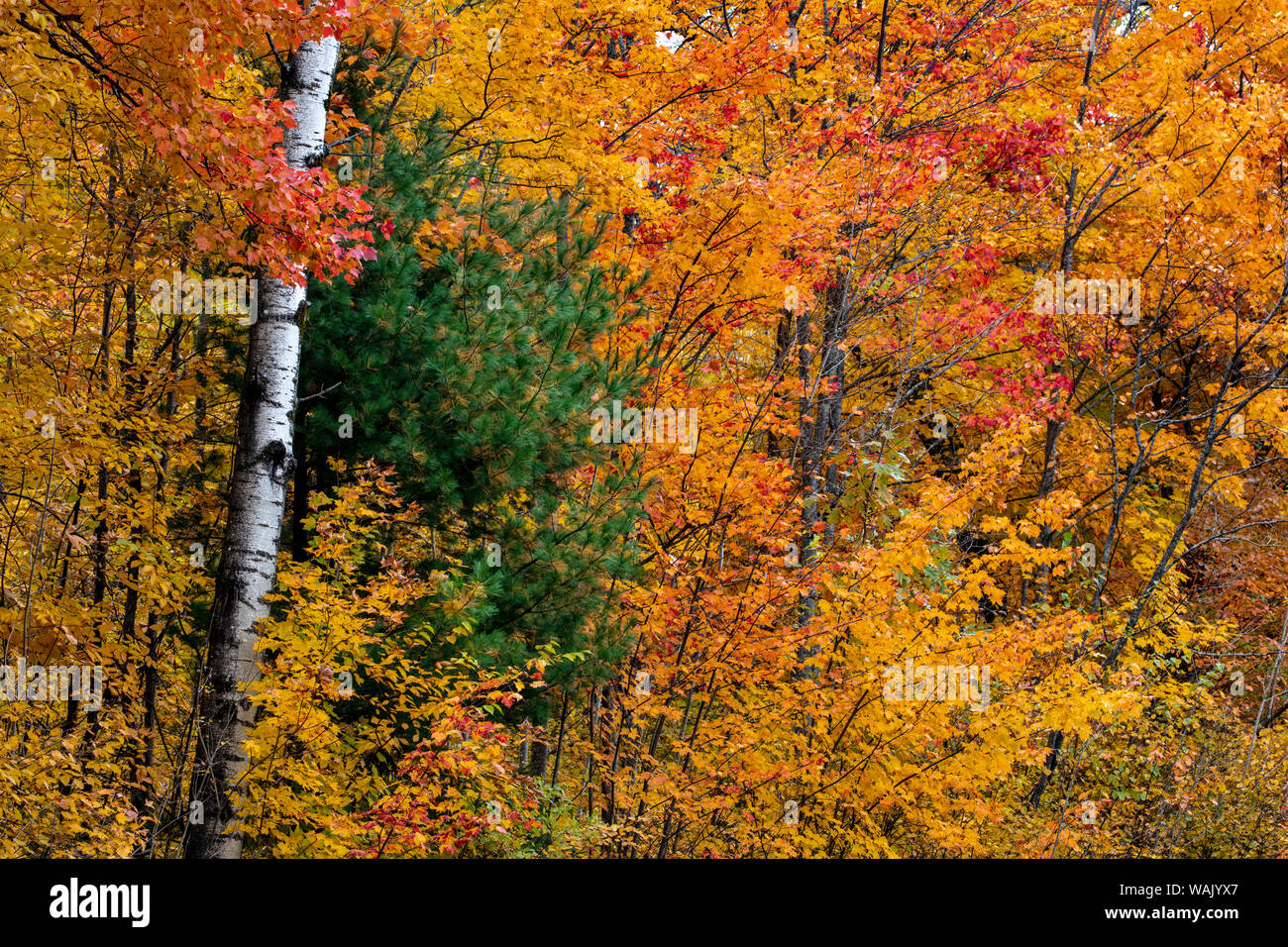 Herbst Farbe auf der Keweenaw Peninsula in der Oberen Halbinsel von Michigan, USA Stockfoto