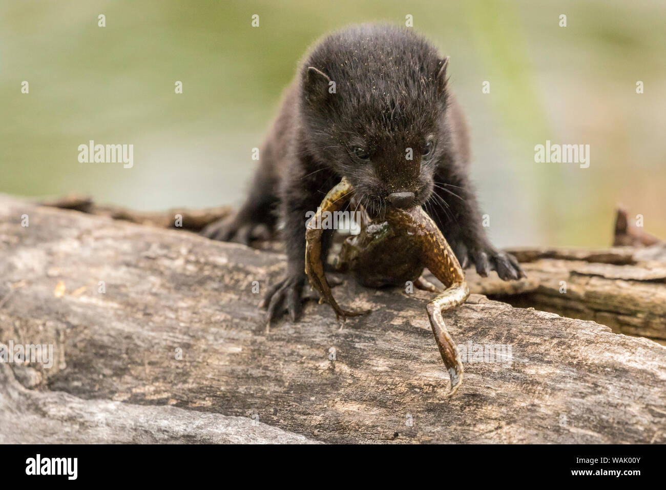 Pine County. Captive baby Mink essen Frosch. Credit: Cathy und Gordon Illg/Jaynes Galerie/DanitaDelimont.com Stockfoto