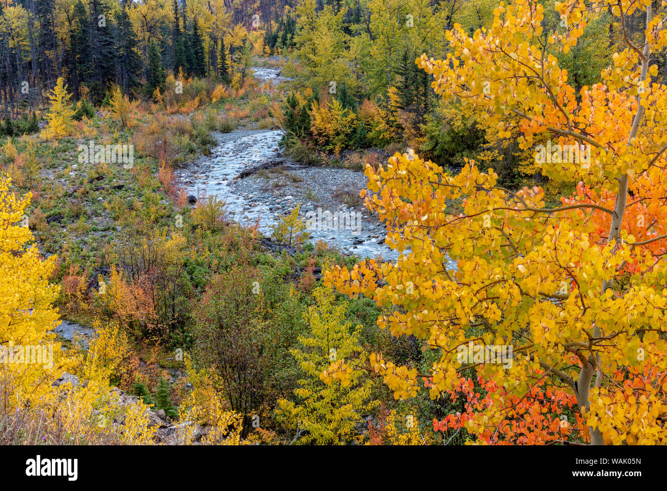 Herbst Farbe zusammen teilen Creek im Glacier National Park, Montana, USA Stockfoto