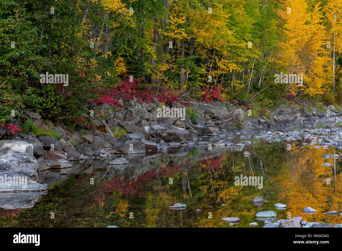 Herbst Farbe entlang der mittleren Gabel der Flathead River im Glacier National Park, Montana, USA widerspiegelt Stockfoto