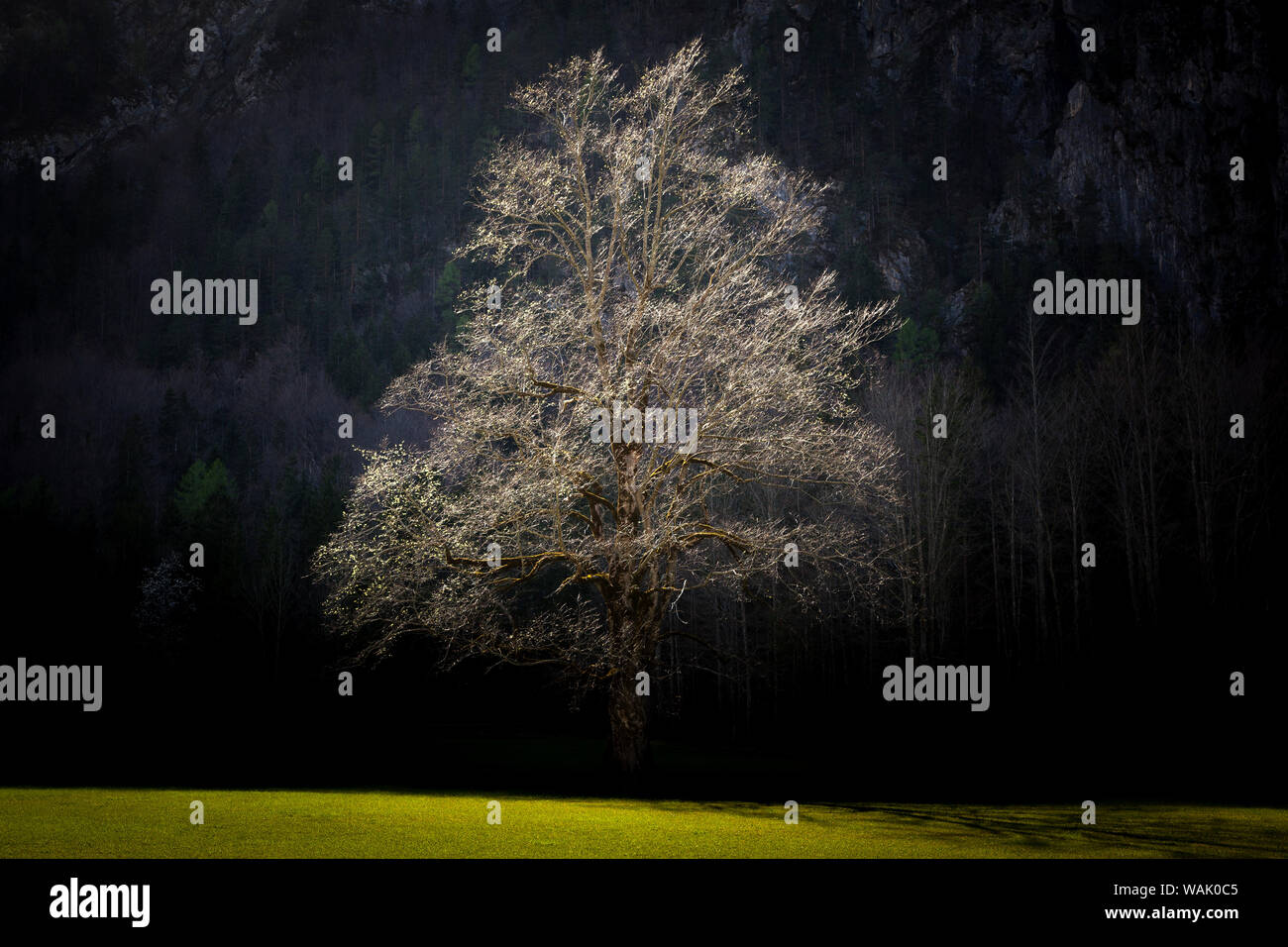 Slowenien, Logarska Dolina. Baum im Frühling. Kredit als: Jim Nilsen/Jaynes Galerie/DanitaDelimont.com Stockfoto