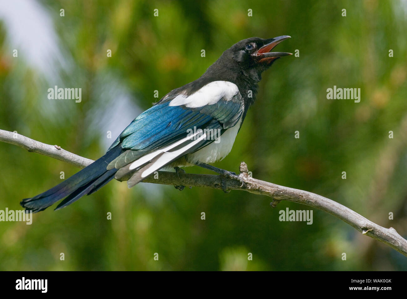 Bozeman, Montana, USA. Schwarz-billed Magpie bereitmachen. Stockfoto