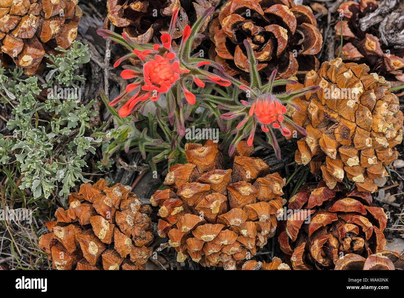 Indian Paintbrush und Tannenzapfen in Great Basin National Park, Nevada, USA Stockfoto