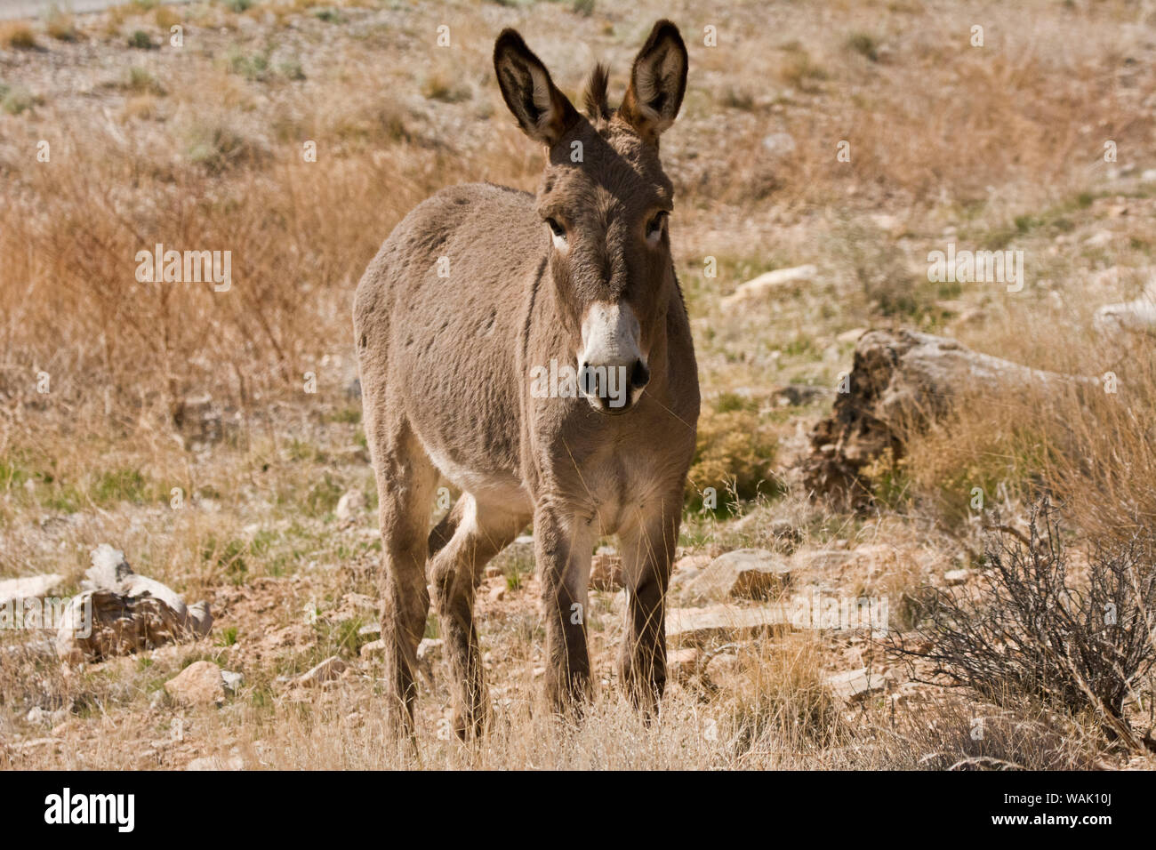 Wild burro stehen. Red Rock Canyon, Nevada, USA. Stockfoto