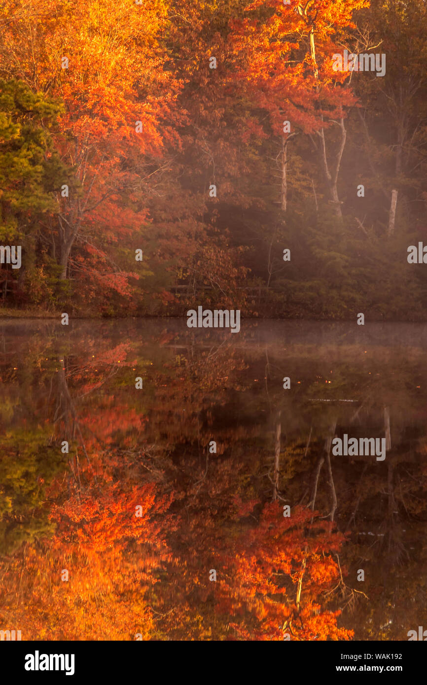 USA, New Jersey, belleplain State Forest. Herbst Baum Reflexionen auf See. Credit: Jay O'Brien/Jaynes Galerie/DanitaDelimont.com Stockfoto