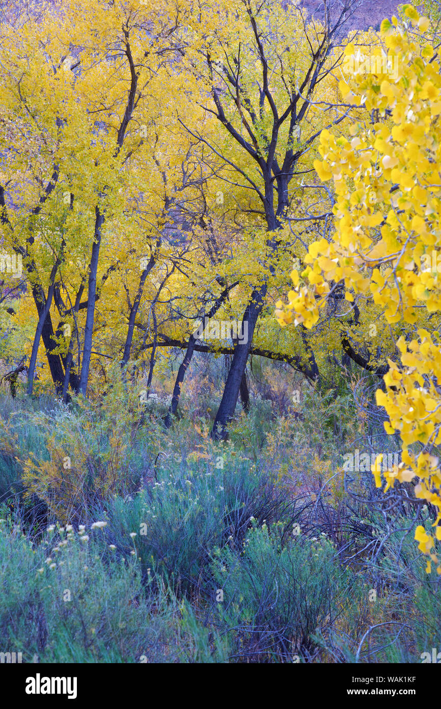USA, New Mexiko. Jemez Fluss, Bosque Pappeln im Herbst Stockfoto