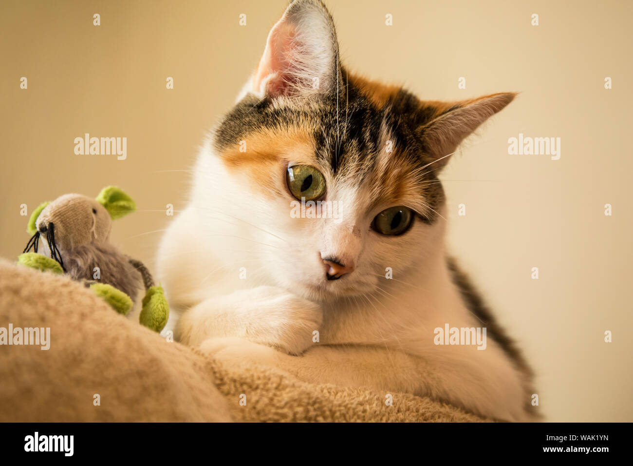 Calico Katze mit Ihren Lieblings maus Spielzeug. (PR) Stockfoto