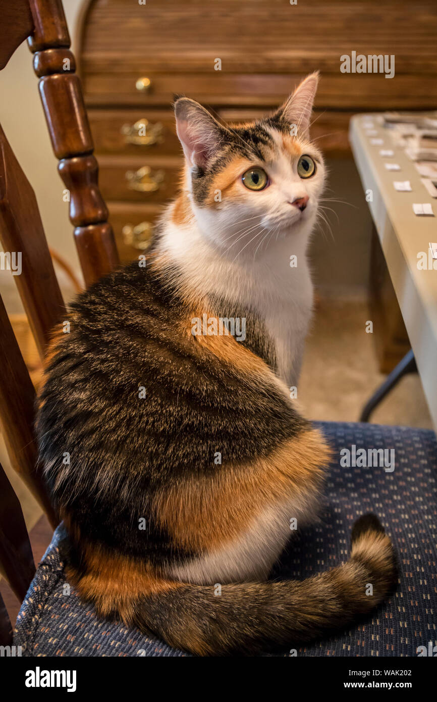 Calico Cat fragen, wenn Sie gestattet werden, bleiben auf dem Stuhl gerade hat sie bis hüpfte auf. (PR) Stockfoto