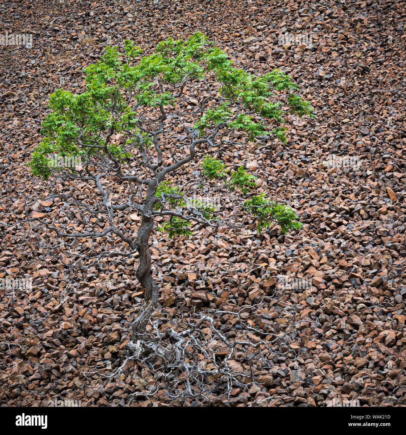 USA, Oregon, Cottonwood Canyon State Park. Einsamer Baum in einem Feld von Felsen. Credit: Don Paulson/Jaynes Galerie/DanitaDelimont.com Stockfoto