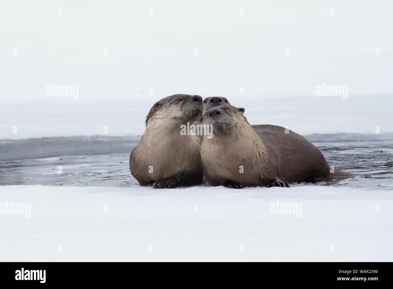 River otter Familie ruht auf Eis Stockfoto