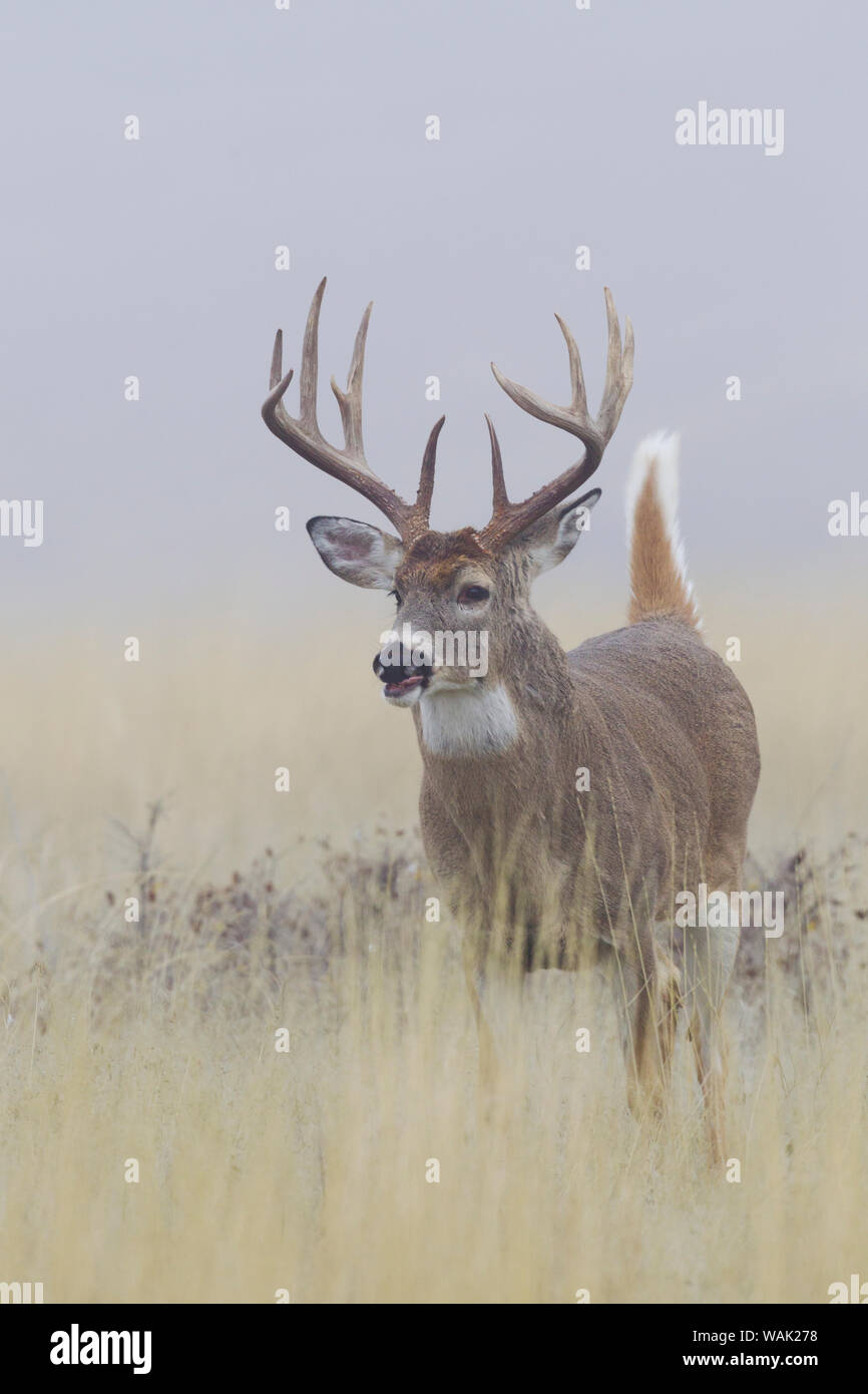 White-Tail Deer buck Stockfoto