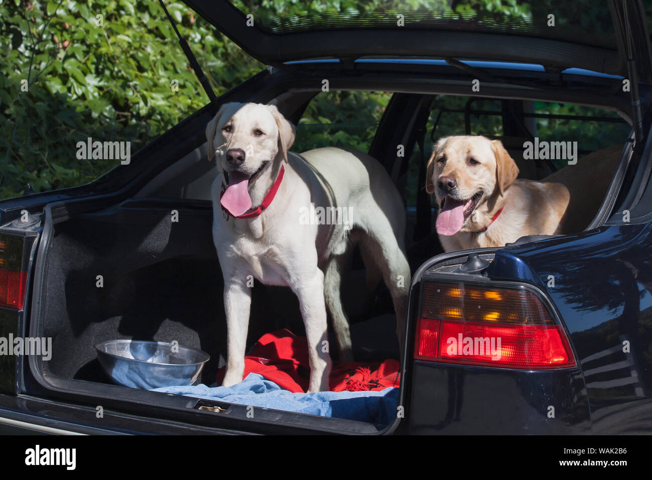 Zwei gelbe Labradors in einem Auto (PR) Stockfoto