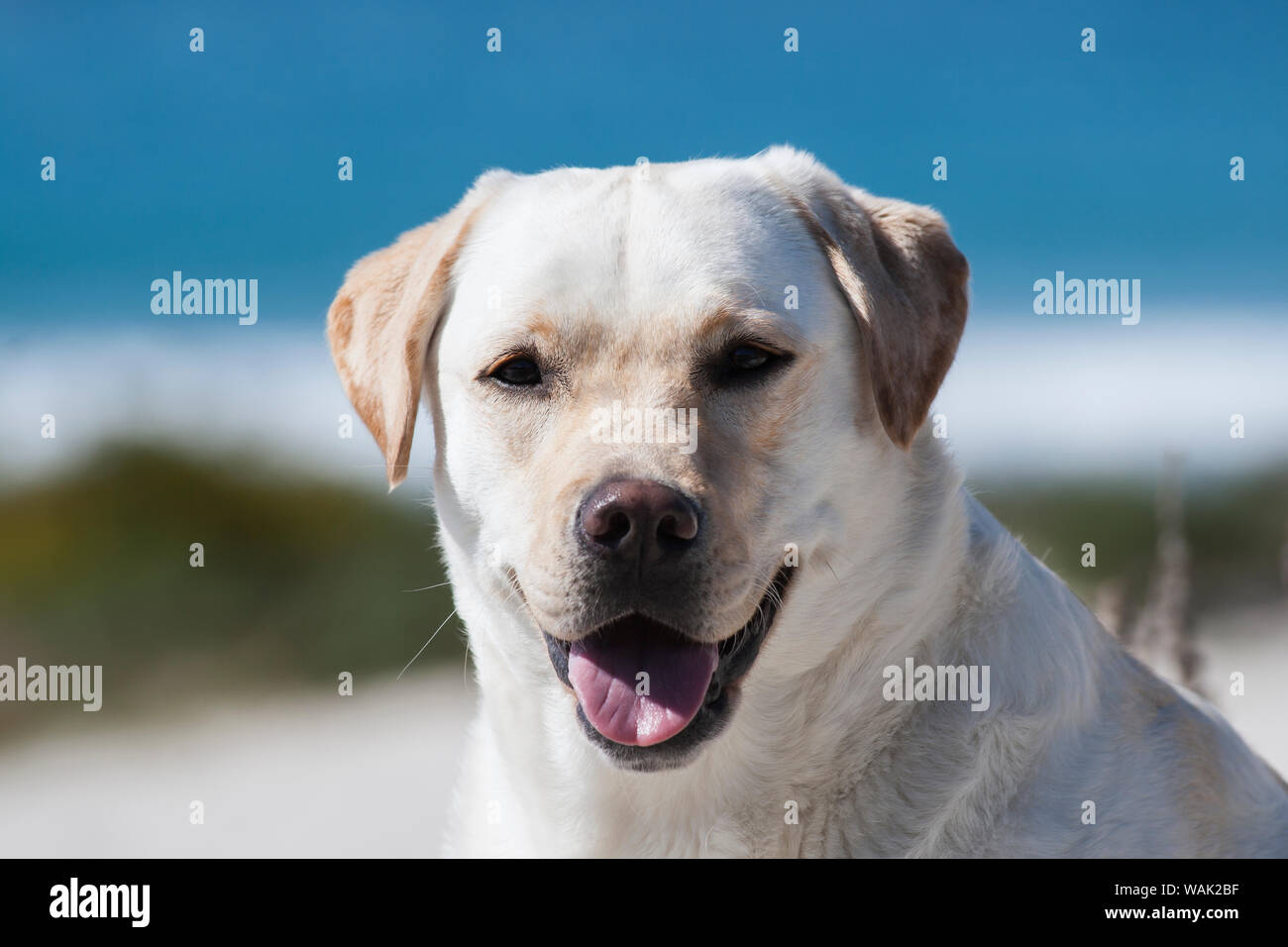 Porträt einer gelben Labrador (PR) Stockfoto