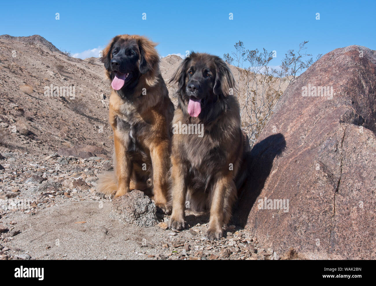 Zwei Leonberger sitzen in durch eine Desert Rock (PR) Stockfoto