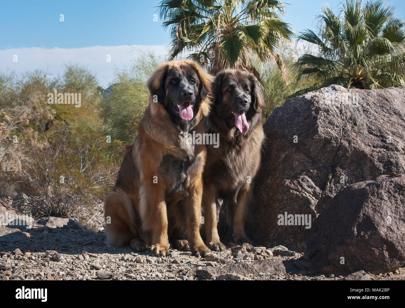 Zwei Leonberger sitzen in der Colorado Wüste (PR) Stockfoto