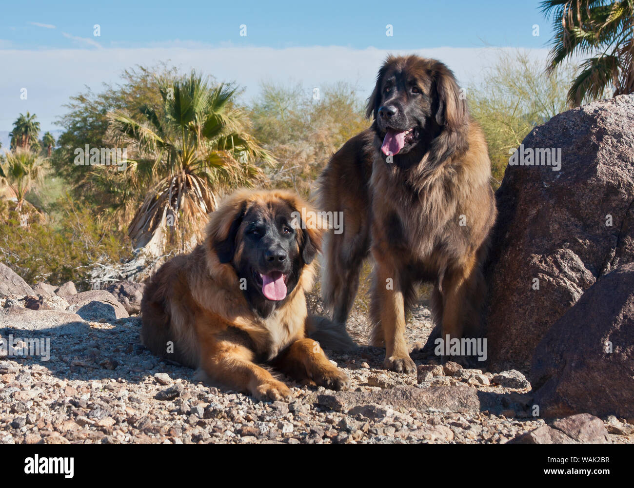 Zwei Leonberger sitzen in der Colorado Wüste (PR) Stockfoto