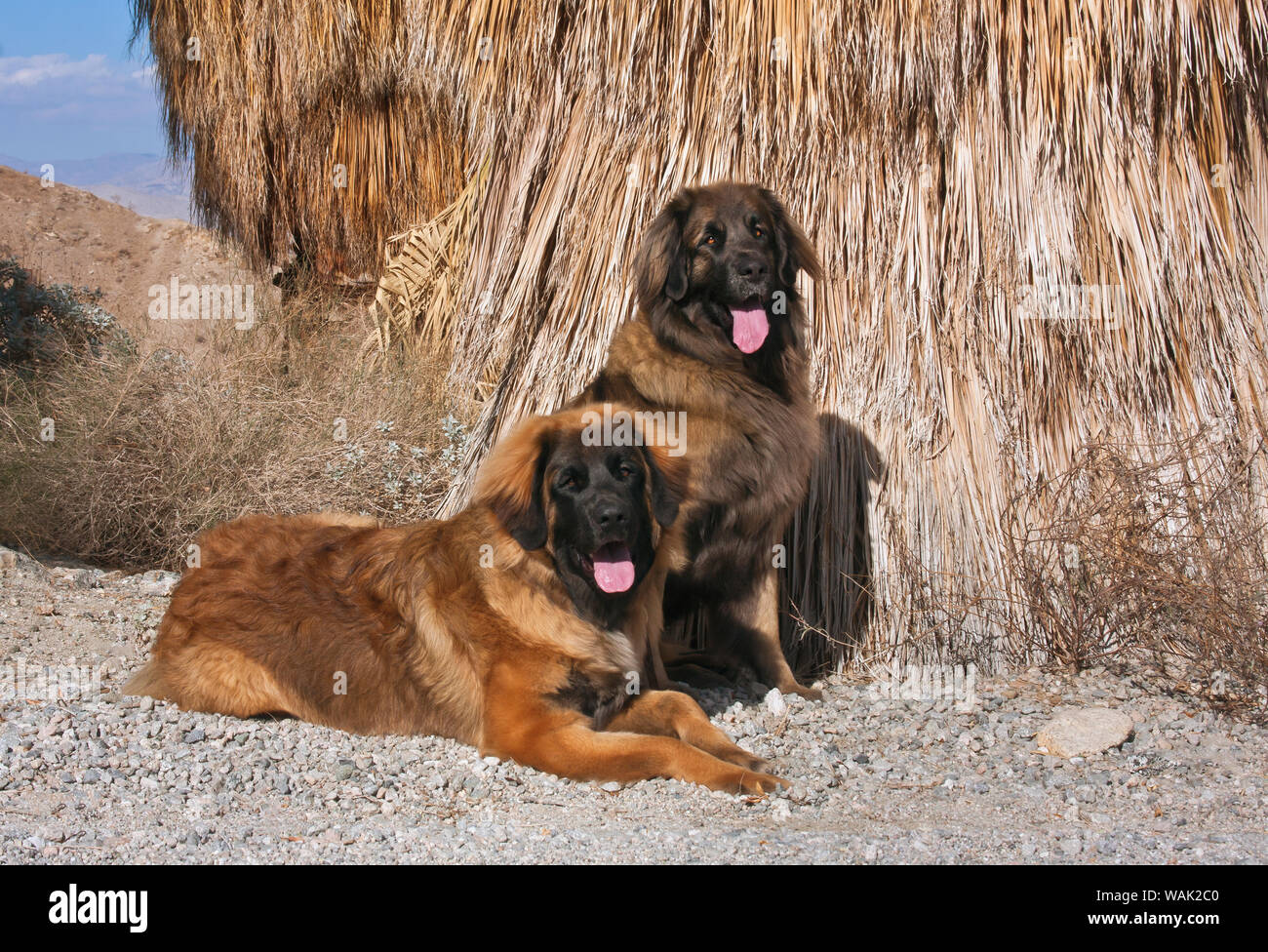 Zwei Leonberger vor der einheimischen Palmen (PR) Stockfoto
