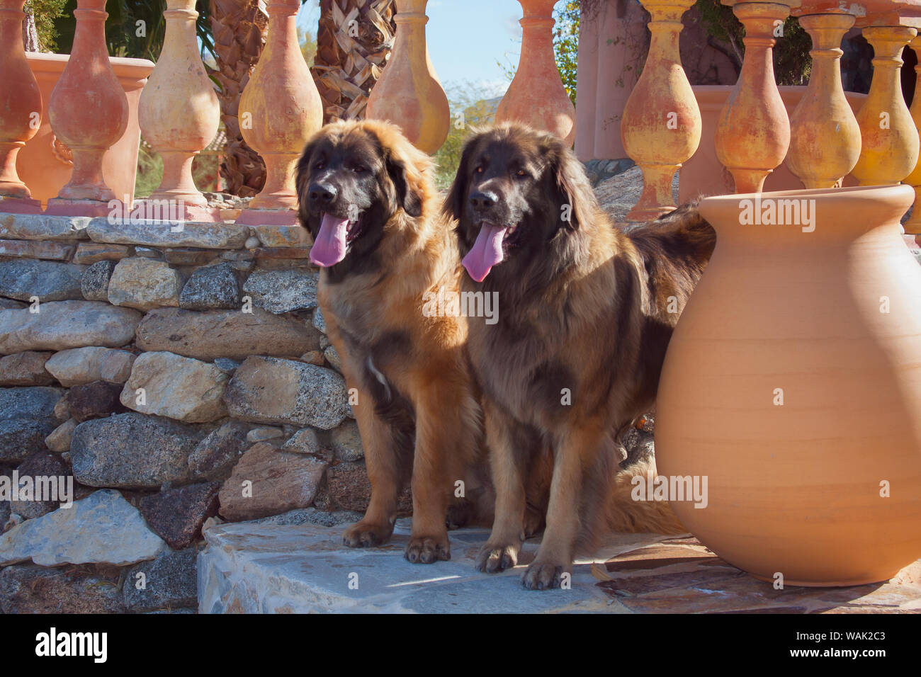 Zwei Leonberger ständigen Watch (PR) Stockfoto
