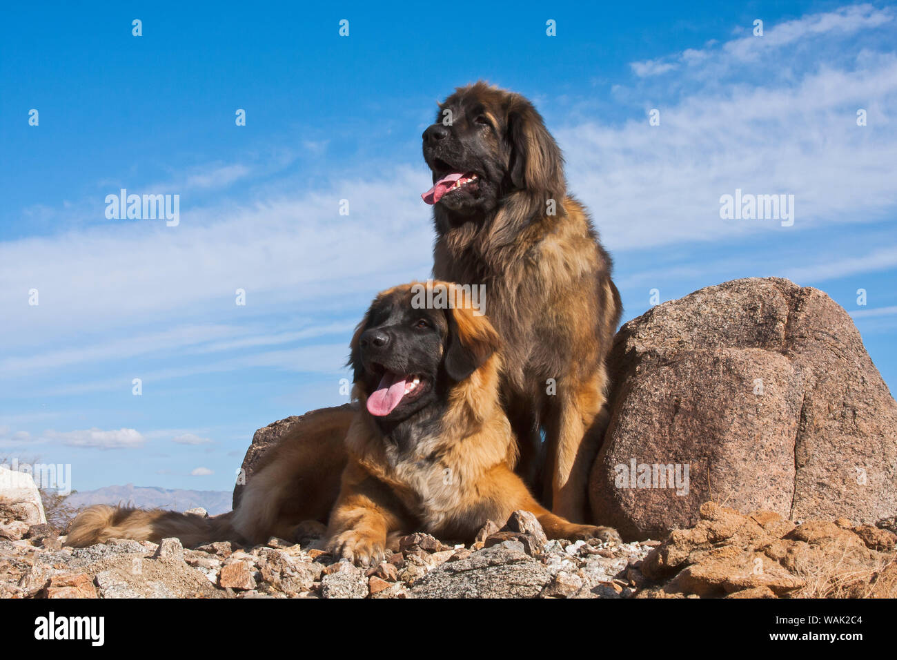 Zwei Leonberger im Colorado Wüste (PR) Stockfoto