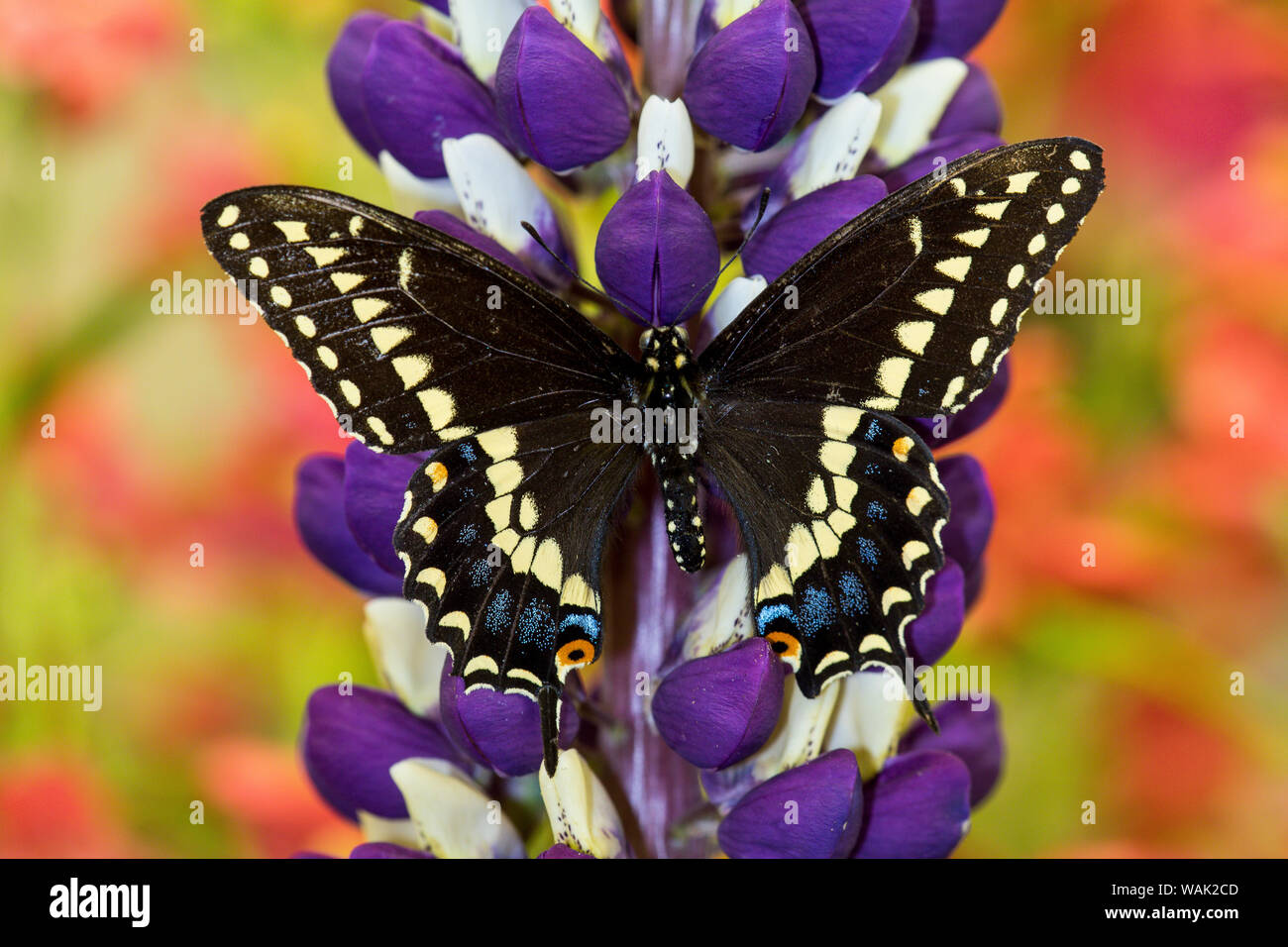 Schwalbenschwanz Schmetterling, Papilio polyxenes auf Lupin, Bandon, Oregon Stockfoto