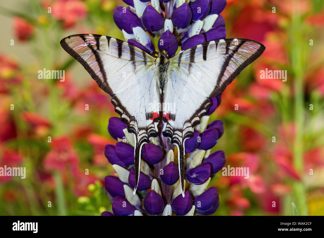 Eurytides agesilaus autosilaus Schmetterling auf Lupin, Bandon, Oregon Stockfoto