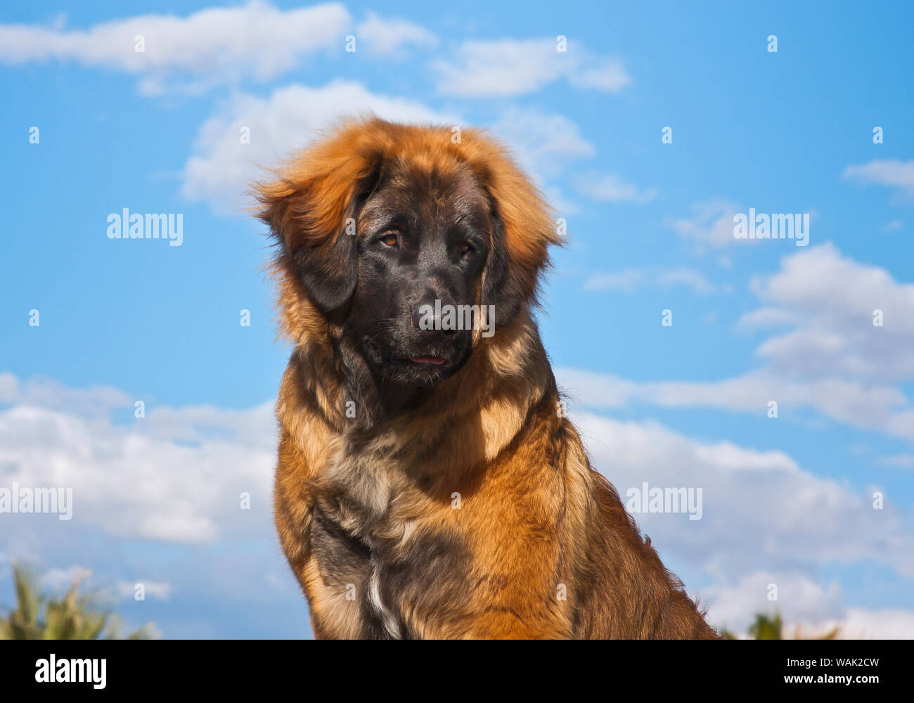 Auf der Suche nach einer Leonberger Welpen (PR) Stockfoto