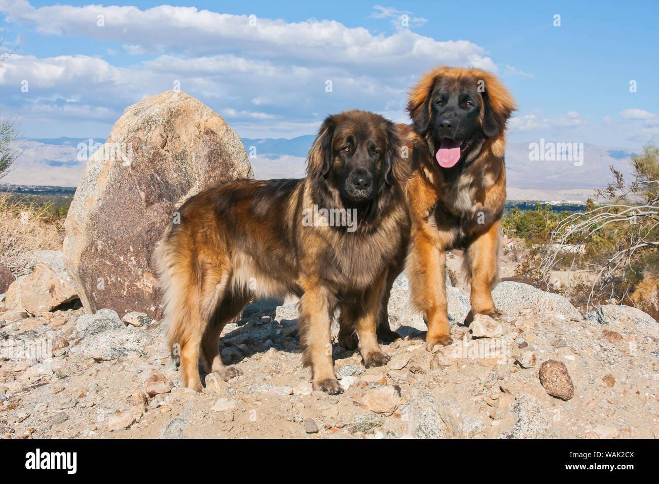 Zwei Leonberger im Colorado Wüste (PR) Stockfoto