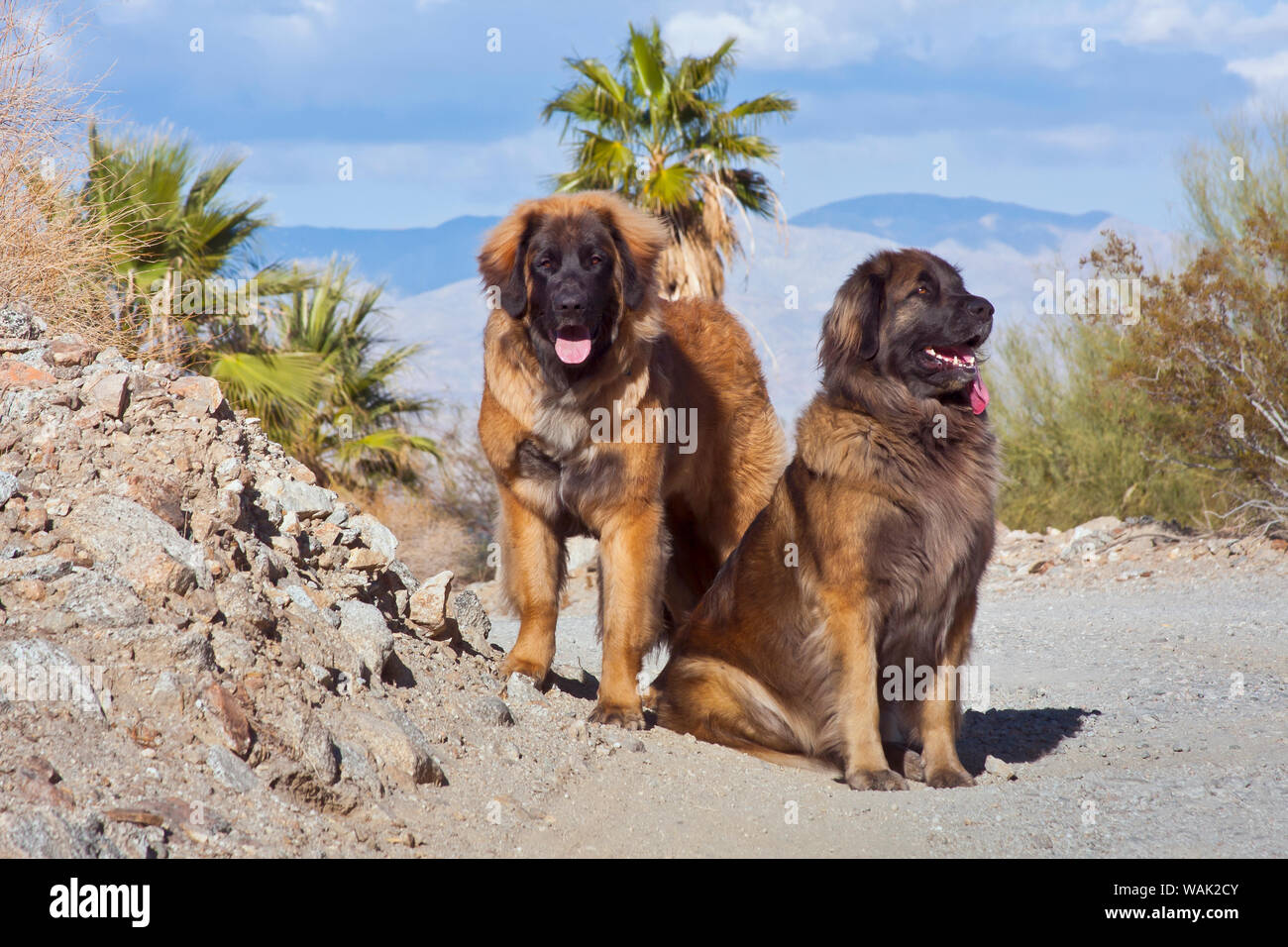 Zwei Leonberger im Colorado Wüste (PR) Stockfoto